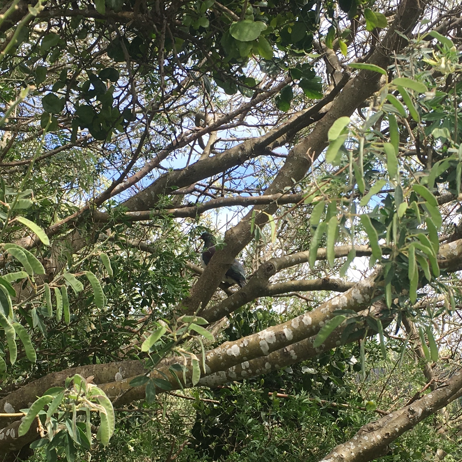Coronation Hill Reserve, Trip 81 Critter Club Journal